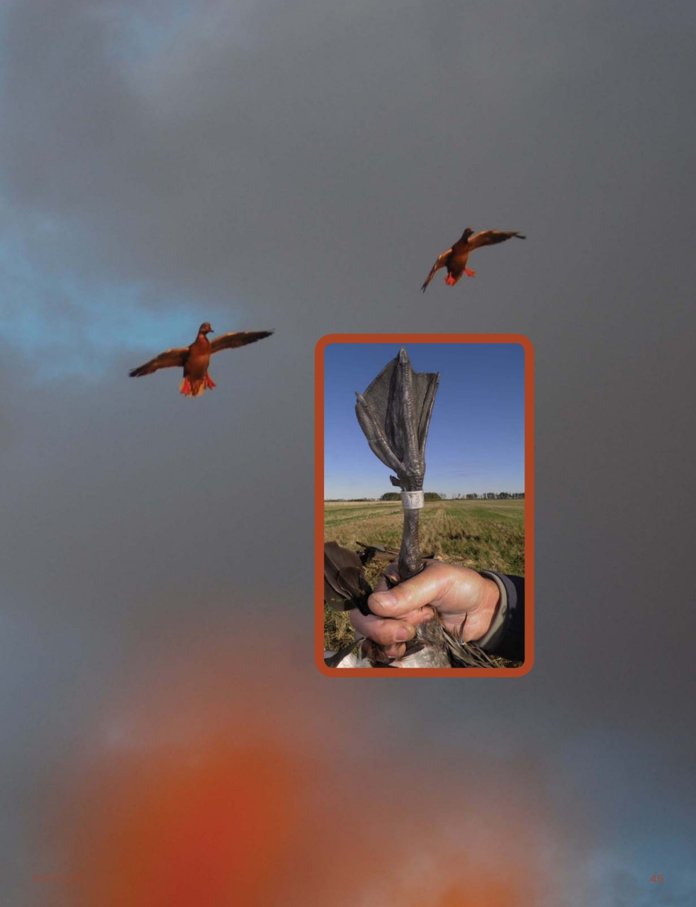 American Waterfowler Preview Pages