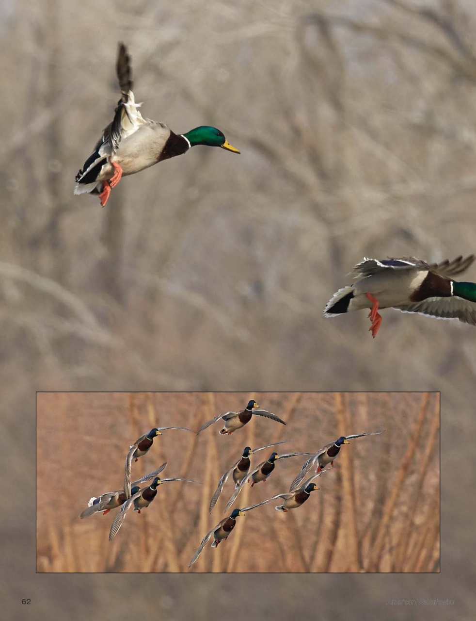 American Waterfowler Preview Pages