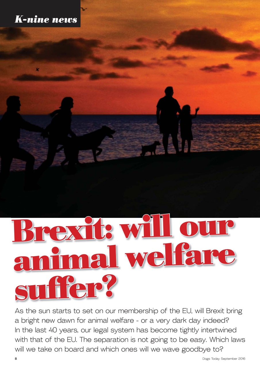 Dogs Today Magazine Preview Pages