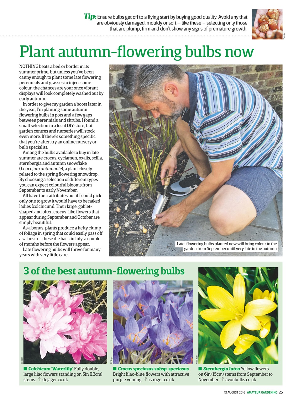 Amateur Gardening Preview Pages