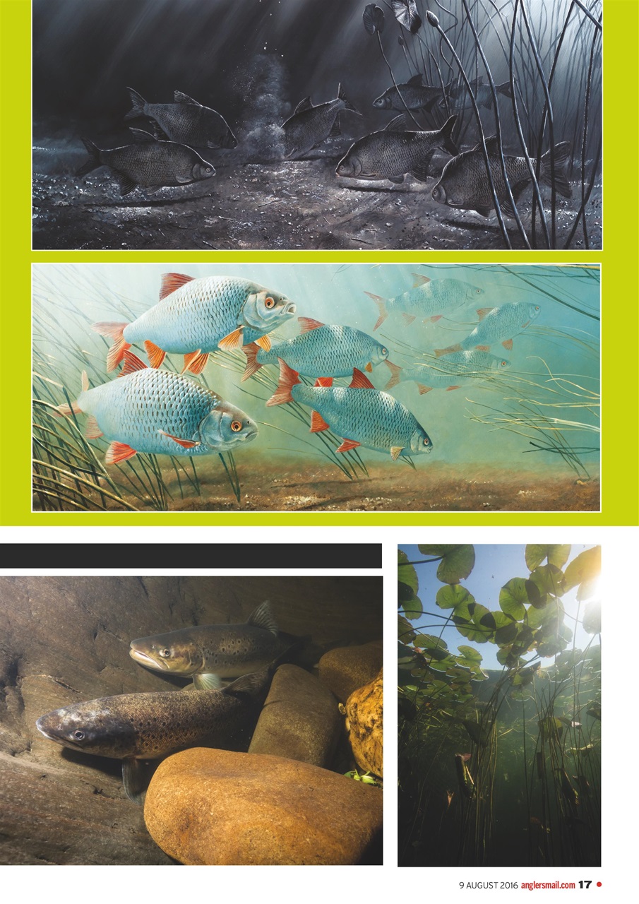 Anglers Mail Preview Pages