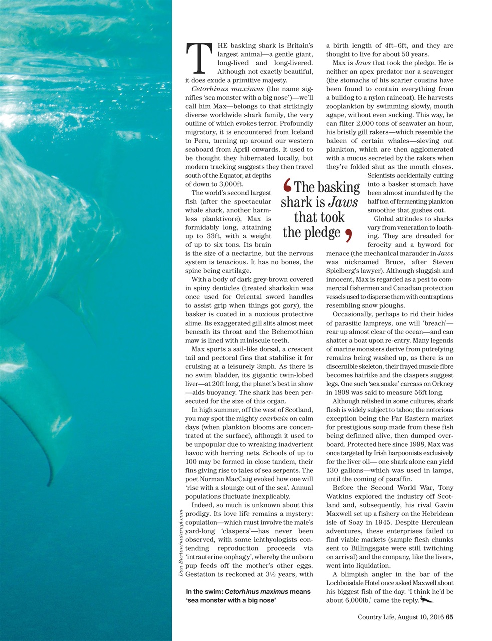 Country Life Preview Pages