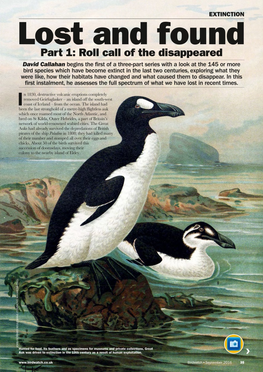 Birdwatch Magazine Preview Pages