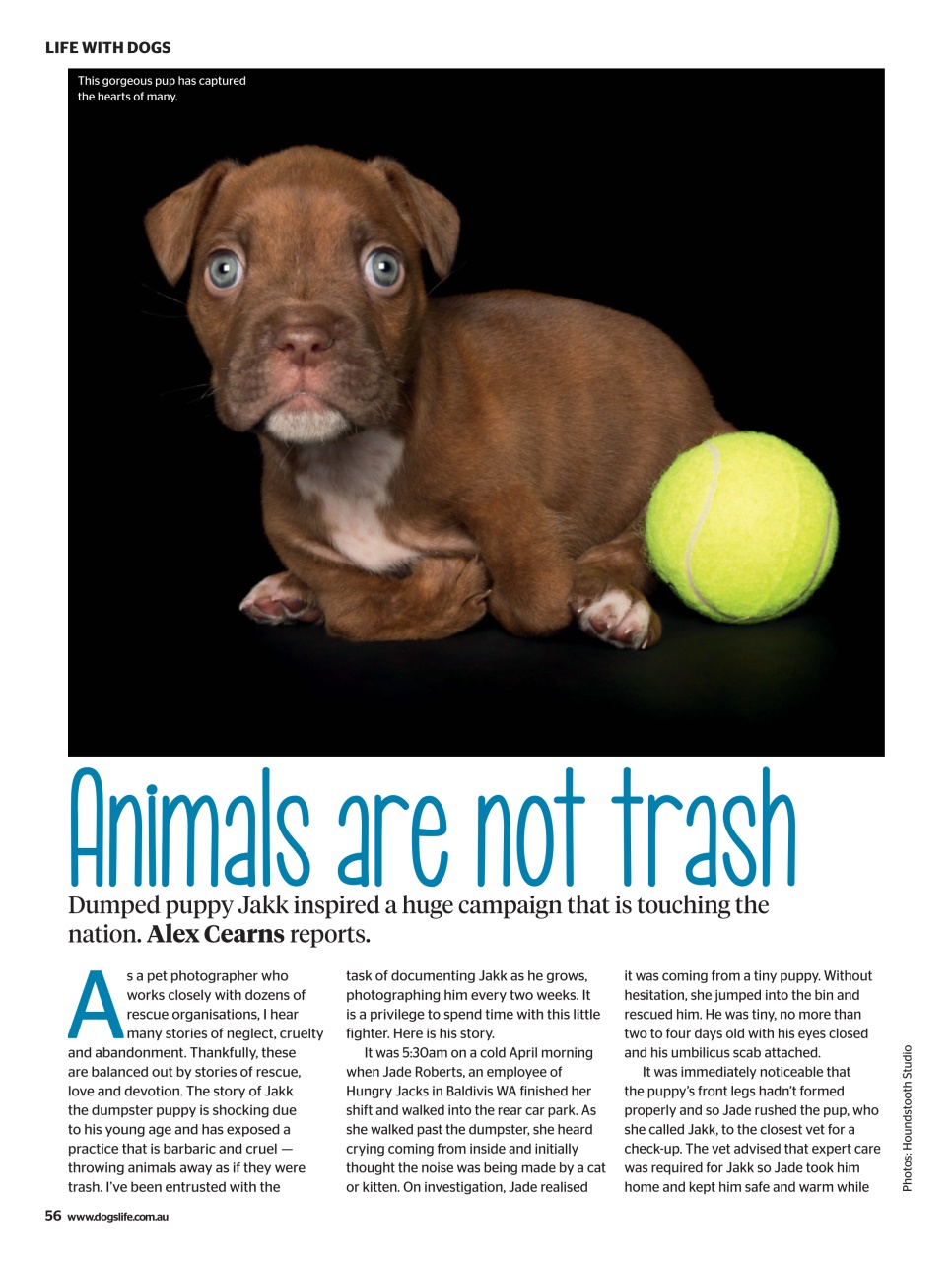 Dogs Life Preview Pages