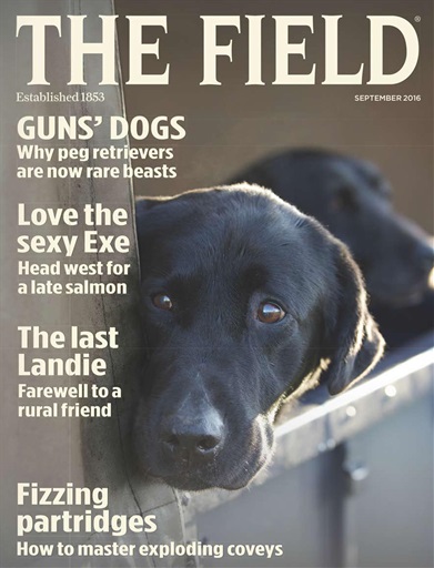 The Field issue 