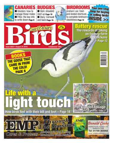 Cage & Aviary Birds issue No. 5920 Life With A Light Touch
