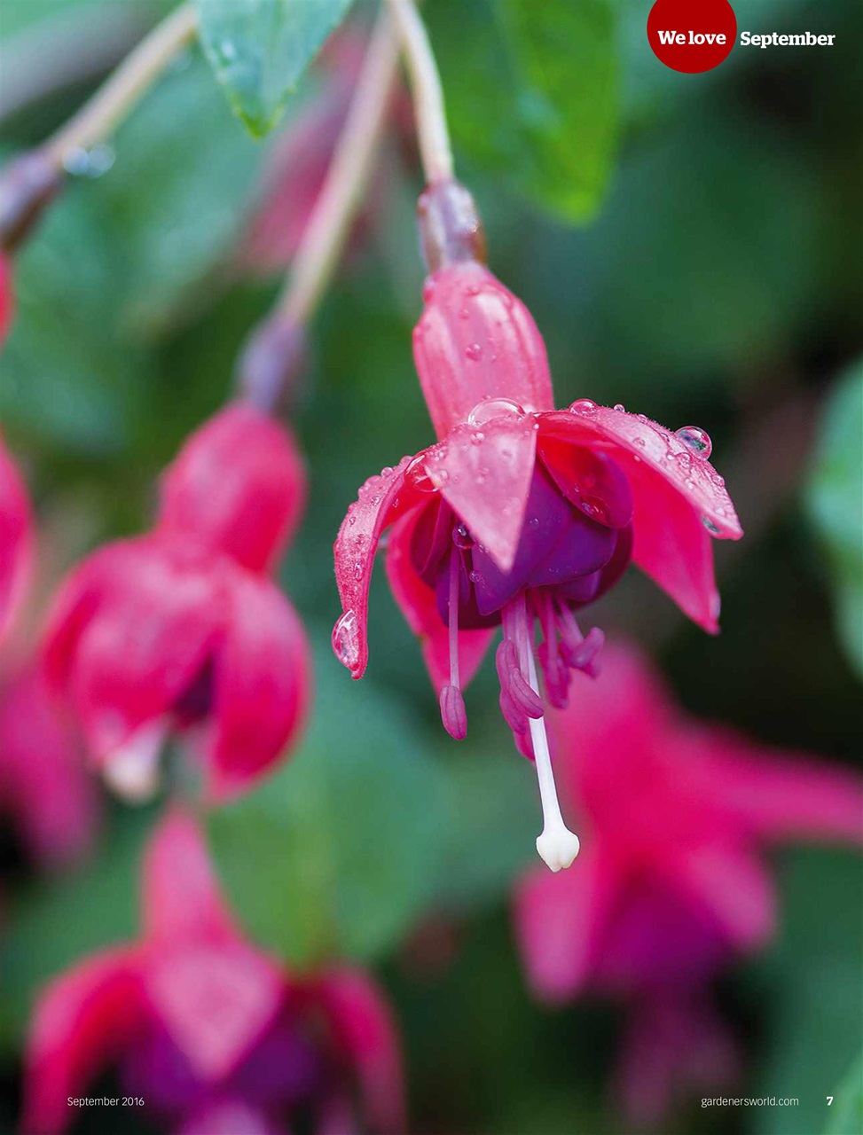 BBC Gardeners’ World Magazine Preview Pages