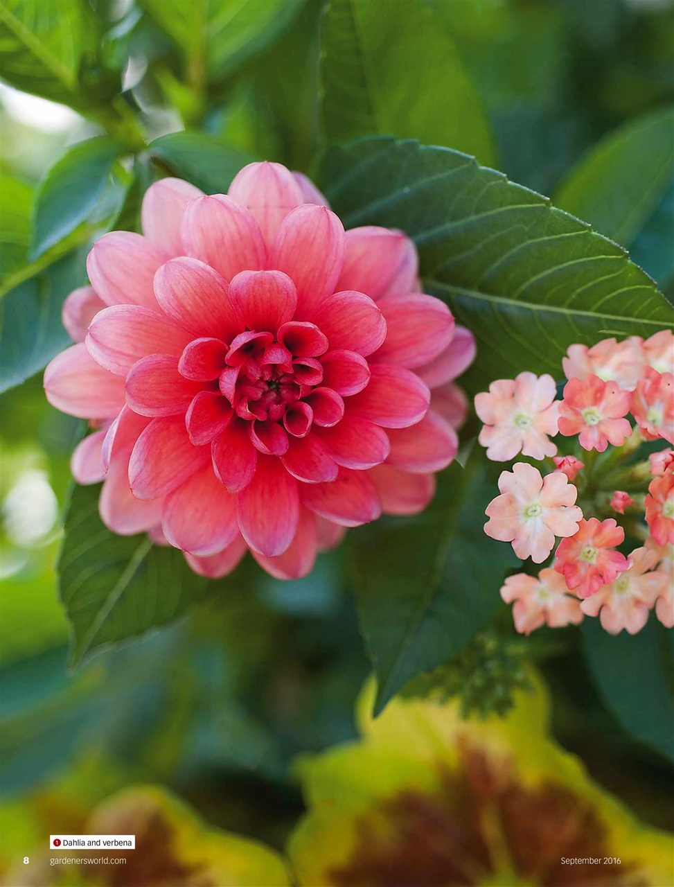 BBC Gardeners’ World Magazine Preview Pages