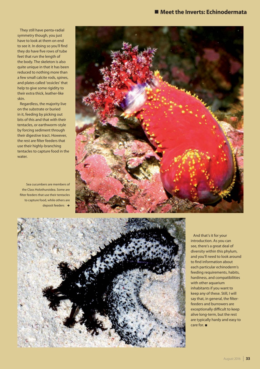 UltraMarine Magazine Preview Pages