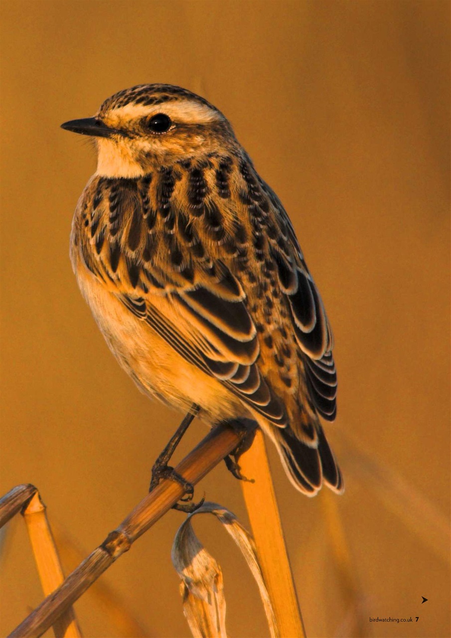 Bird Watching Preview Pages