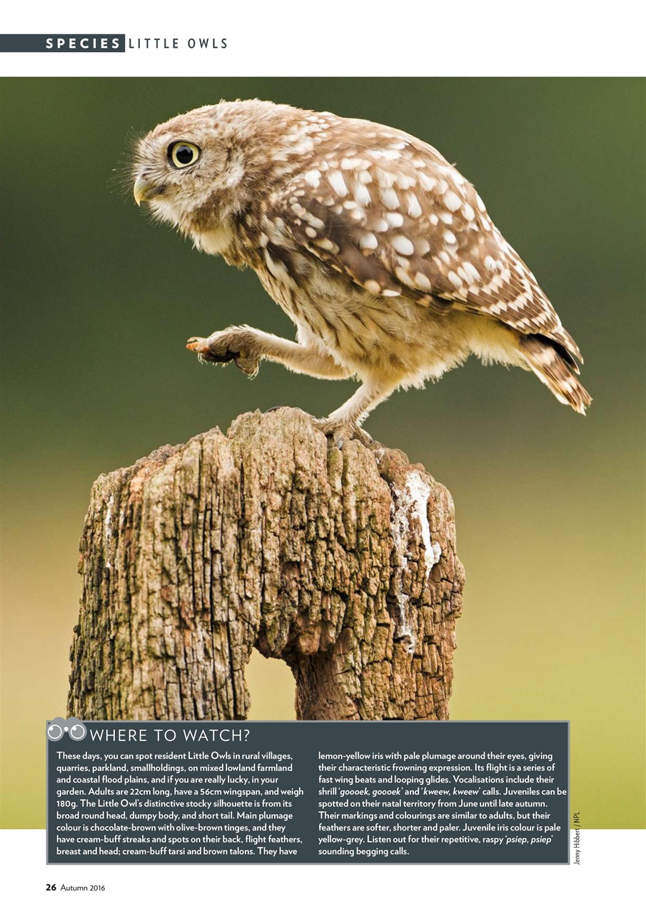 Bird Watching Preview Pages