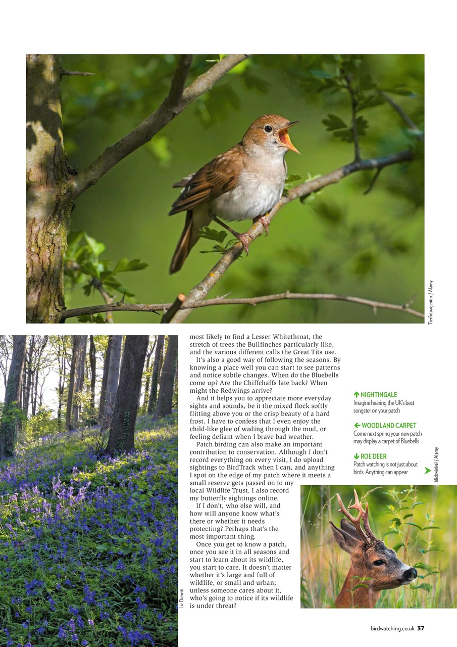 Bird Watching Preview Pages