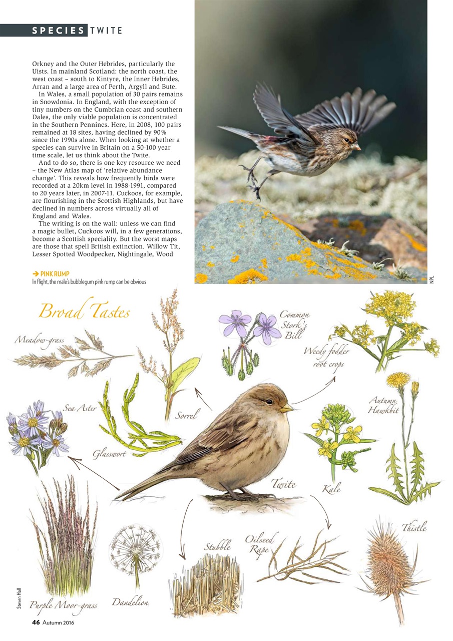 Bird Watching Preview Pages