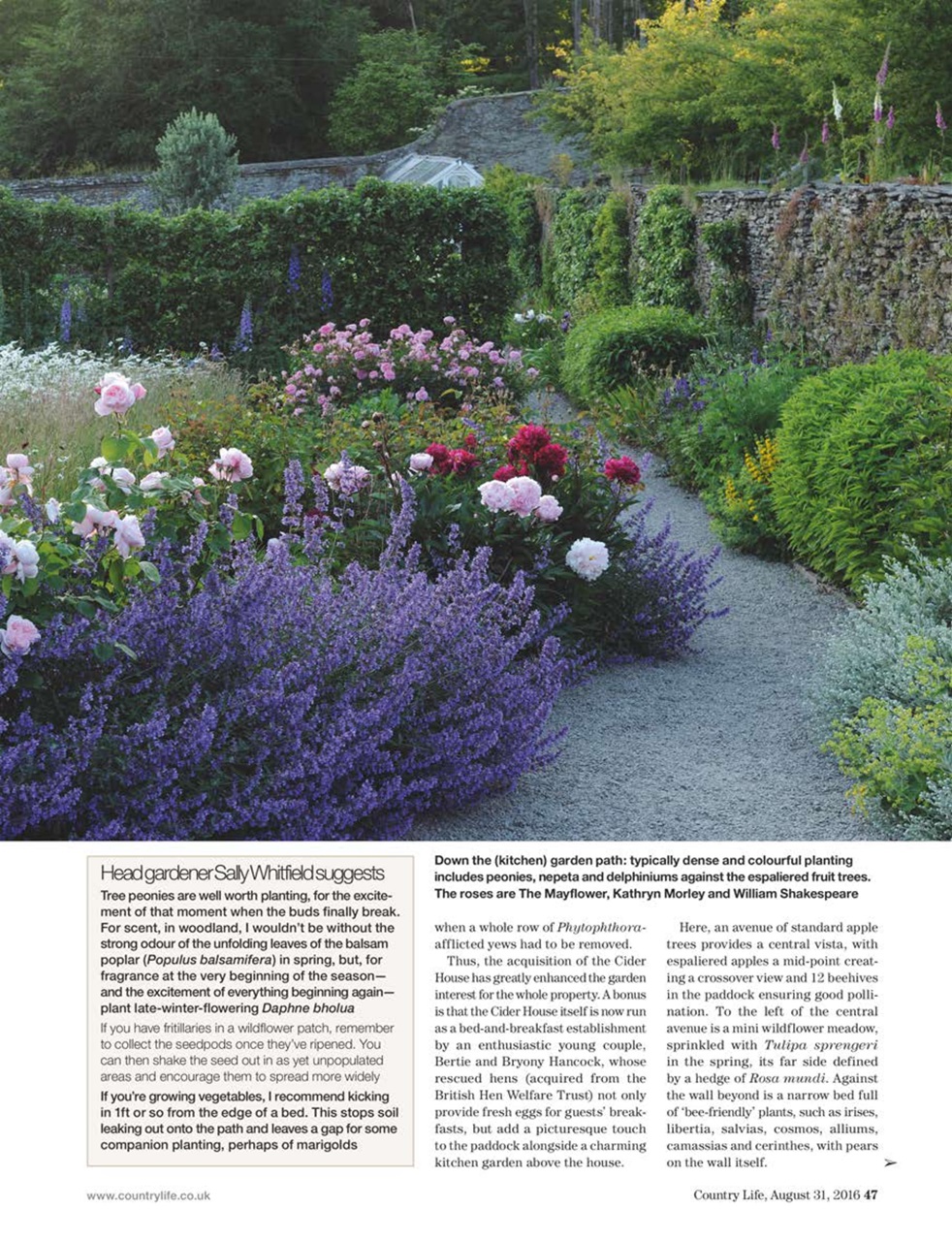 Country Life Preview Pages