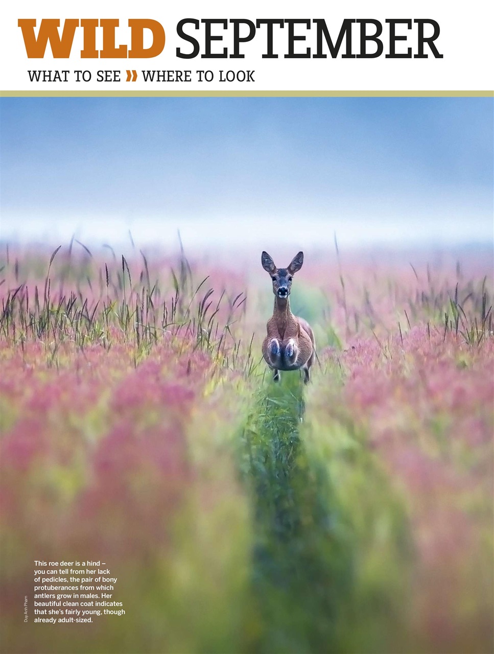 BBC Wildlife Magazine Preview Pages