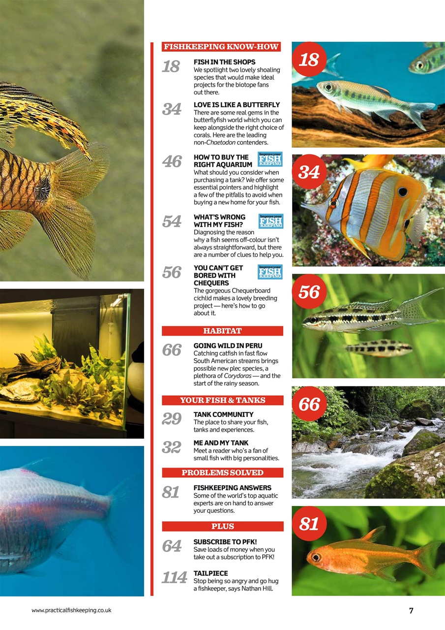 Practical Fishkeeping Preview Pages
