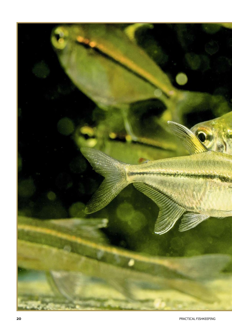 Practical Fishkeeping Preview Pages