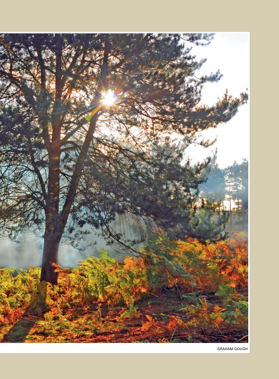 Evergreen Preview Pages