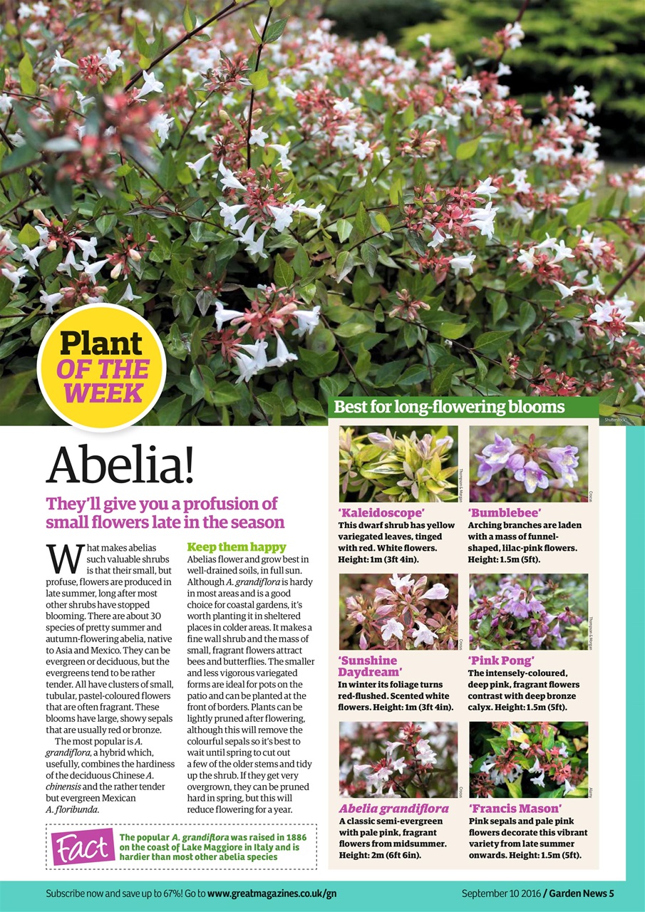 Garden News Preview Pages