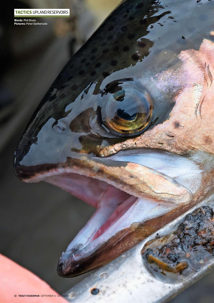 Trout Fisherman Preview Pages