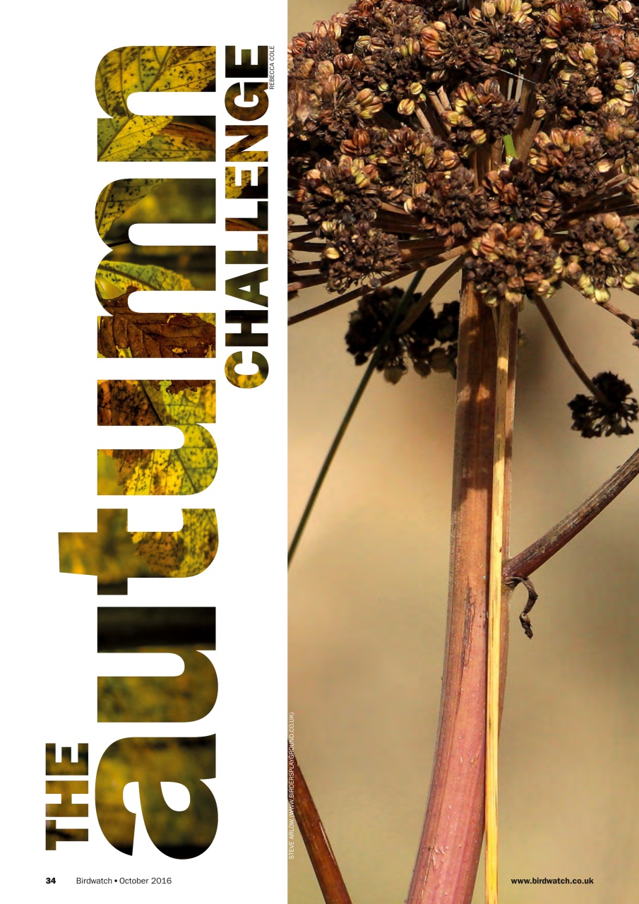 Birdwatch Magazine Preview Pages