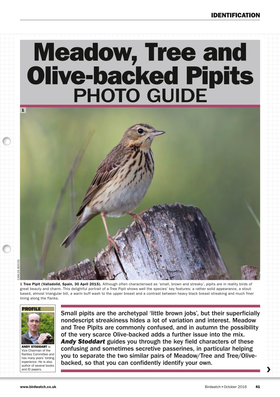 Birdwatch Magazine Preview Pages