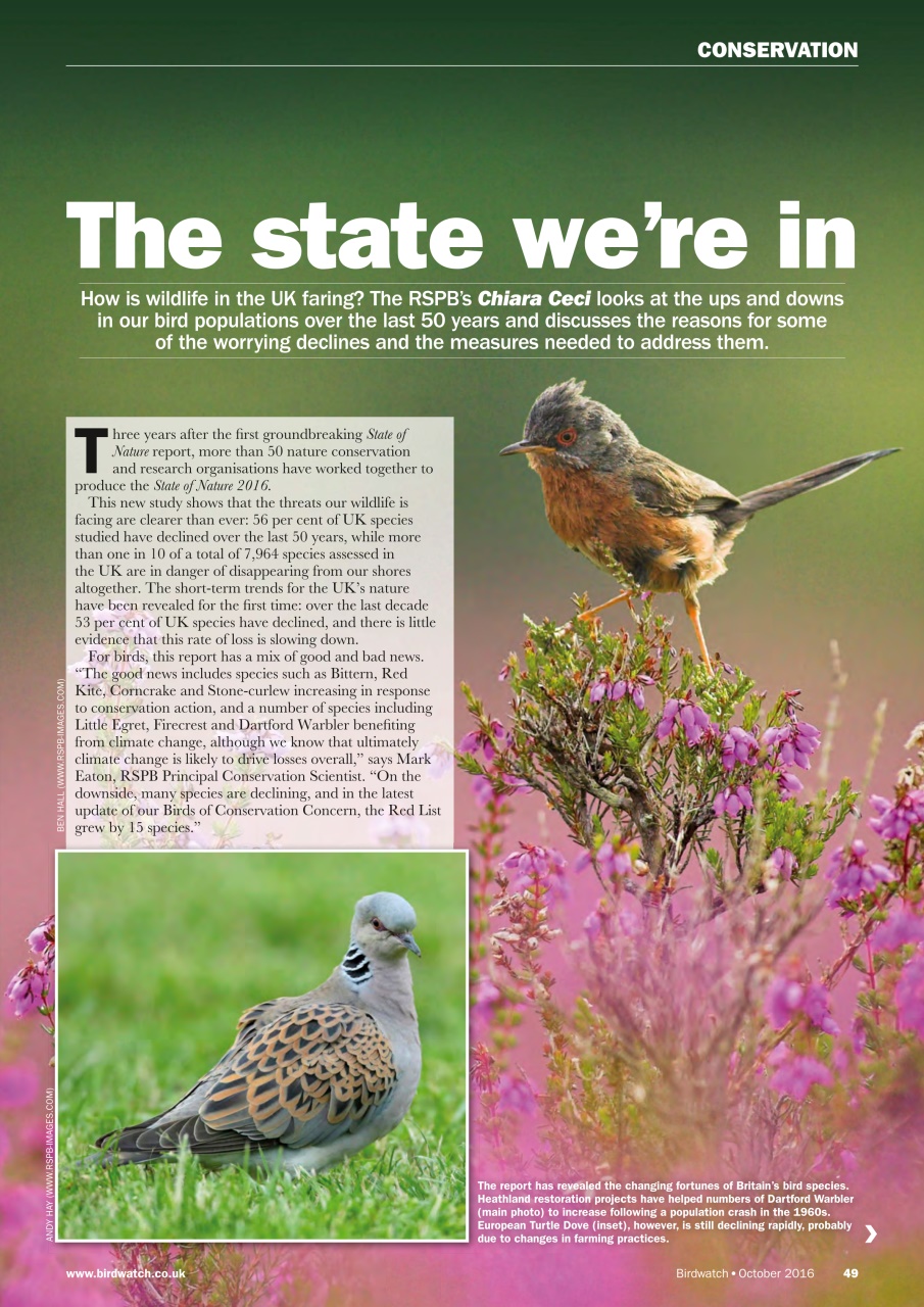 Birdwatch Magazine Preview Pages