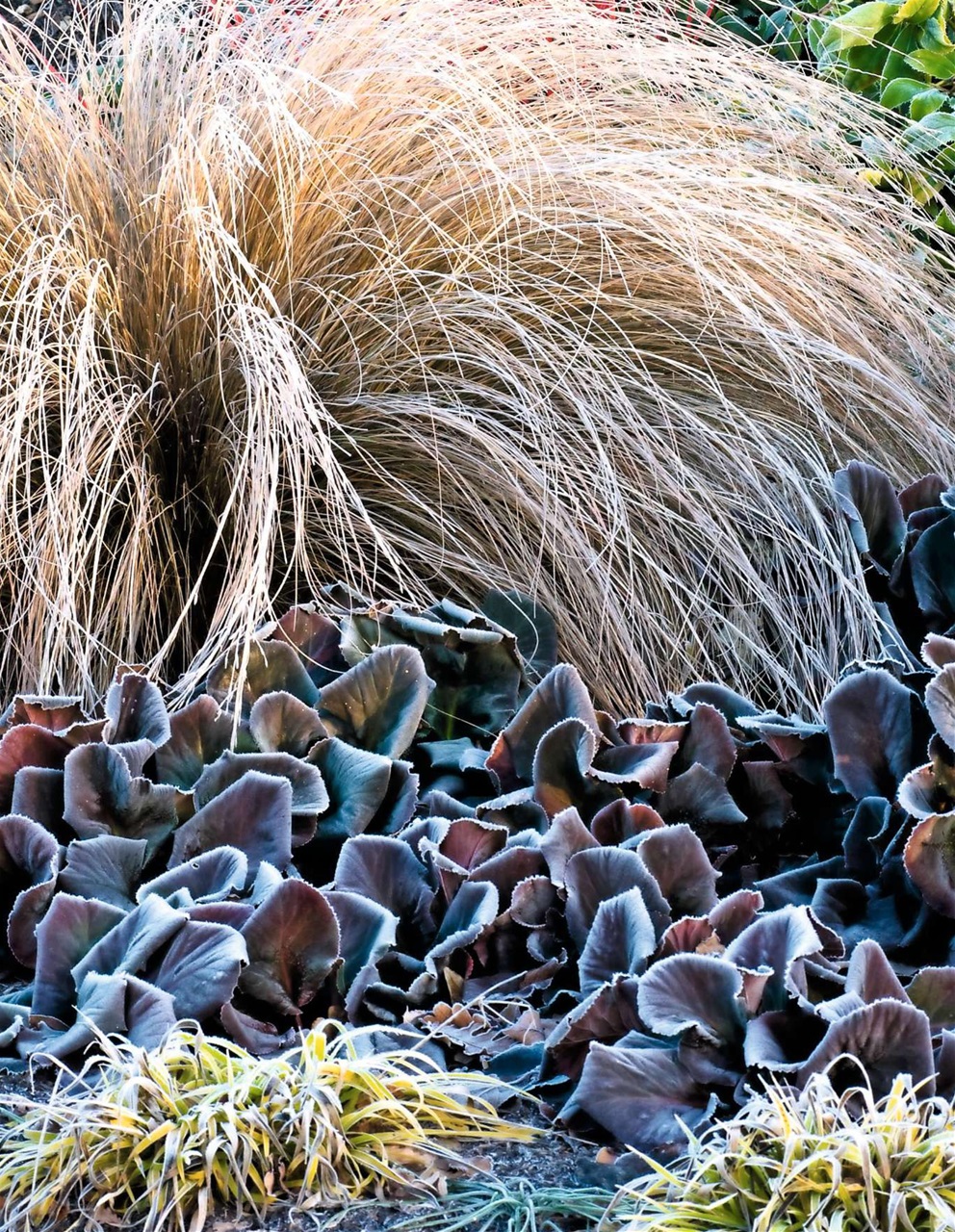 LandScape Preview Pages