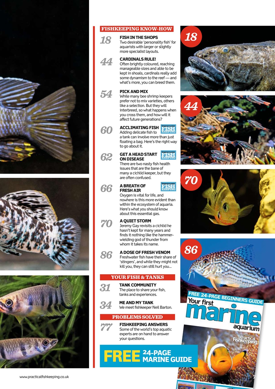 Practical Fishkeeping Preview Pages