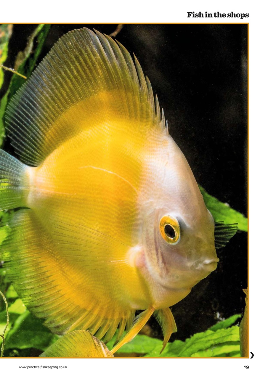 Practical Fishkeeping Preview Pages