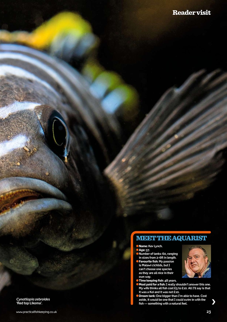 Practical Fishkeeping Preview Pages