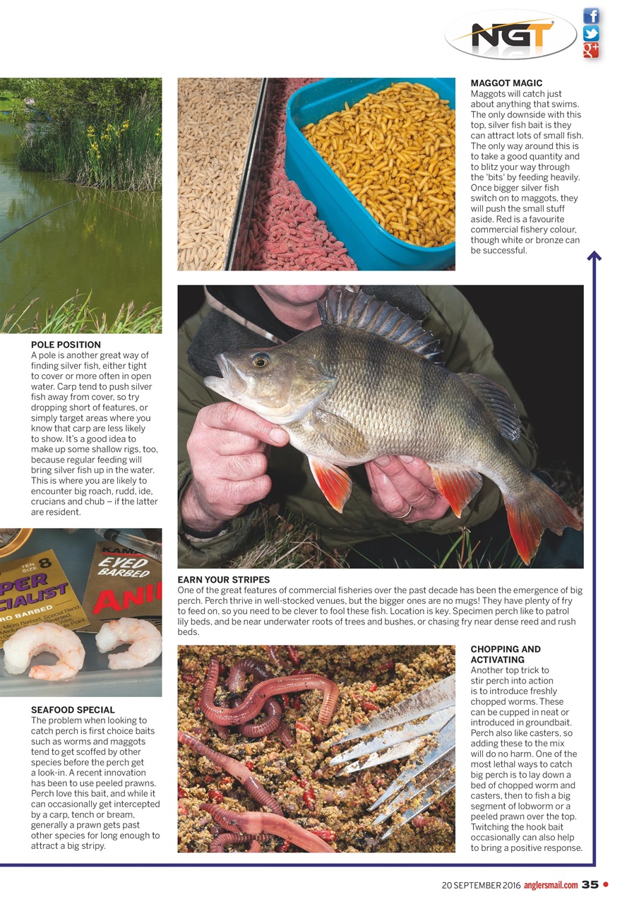 Anglers Mail Preview Pages