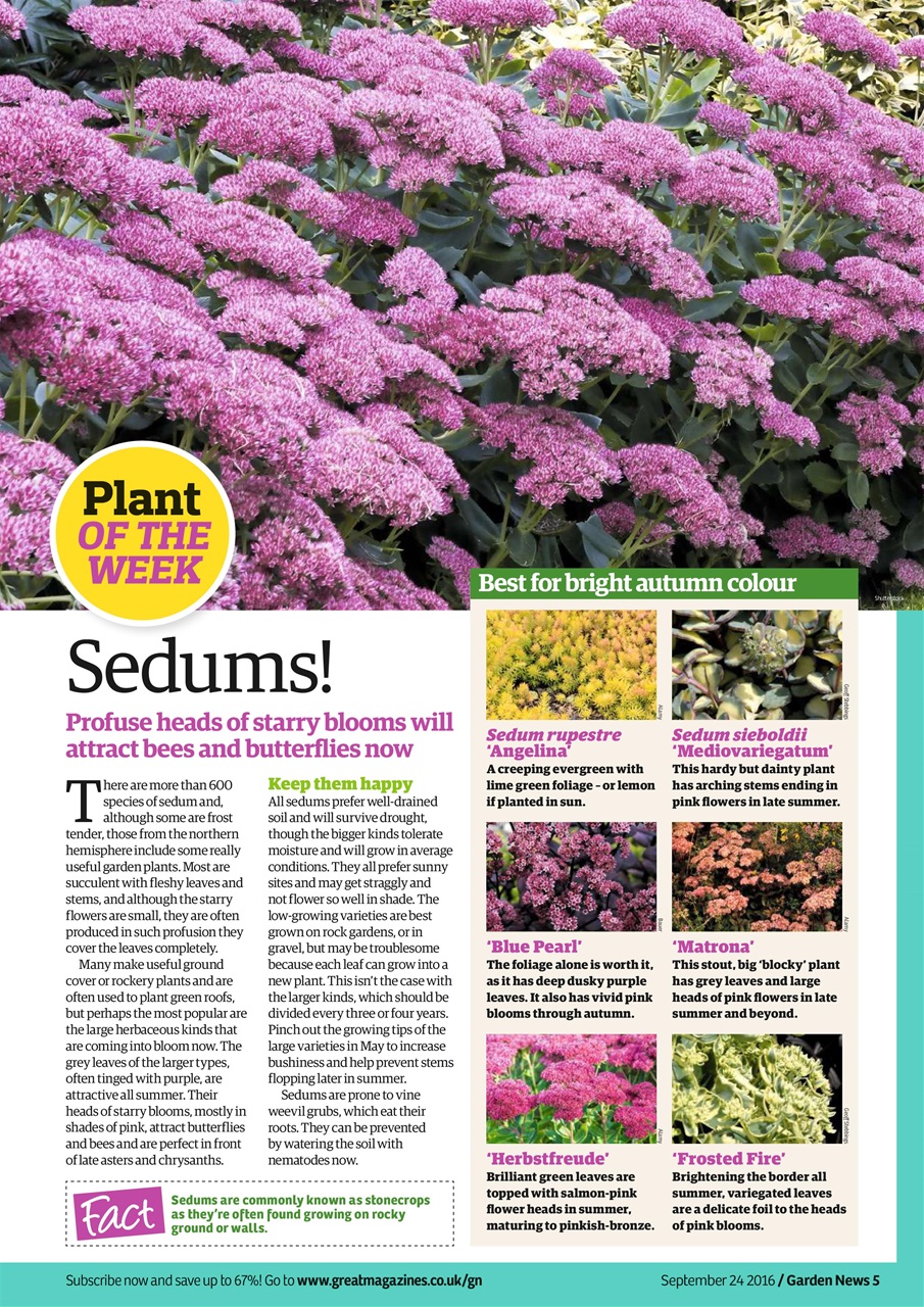 Garden News Preview Pages