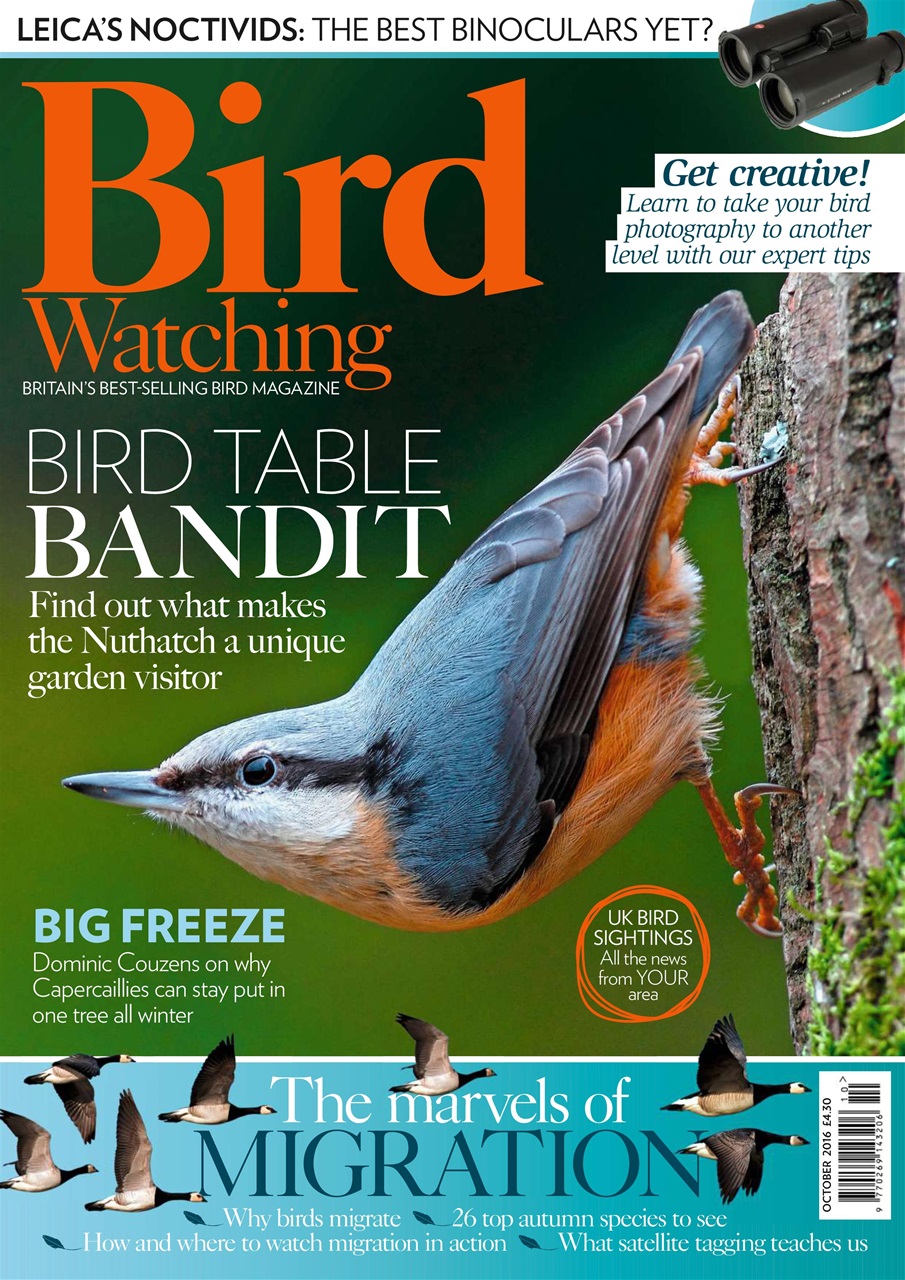 Bird Watching Preview Pages