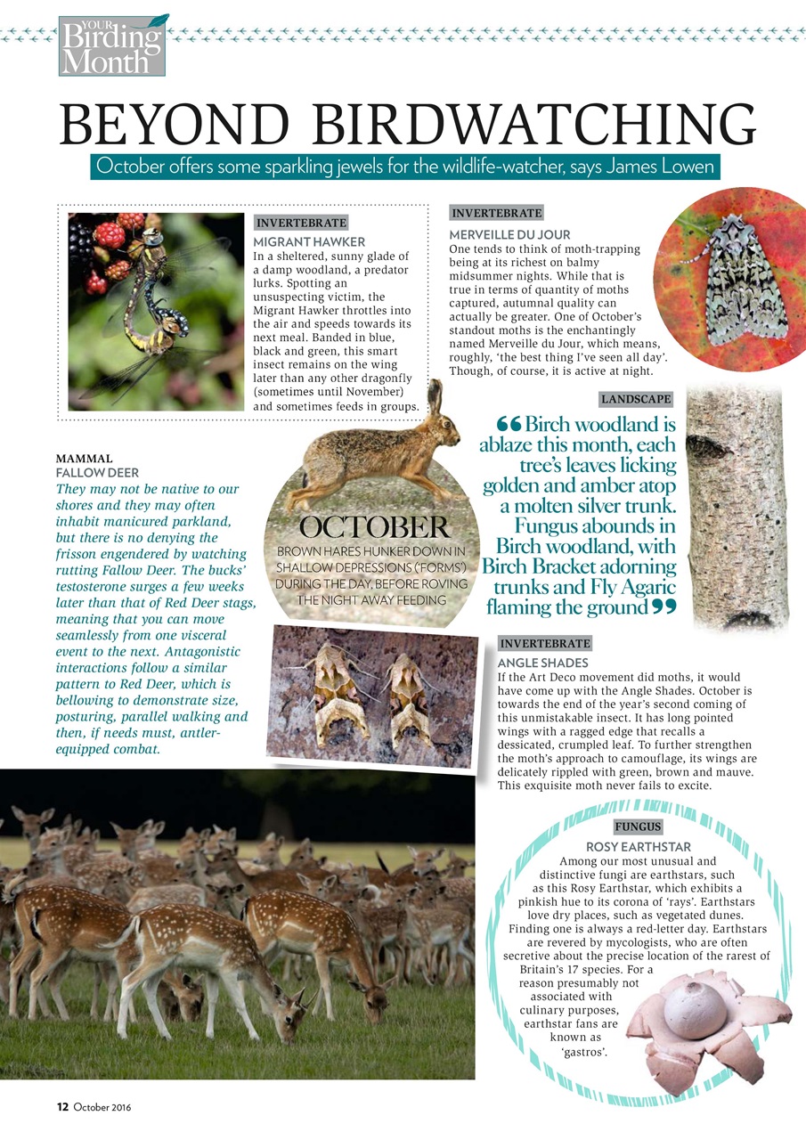 Bird Watching Preview Pages