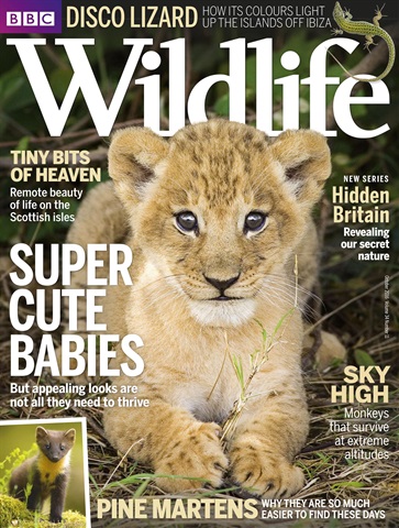 BBC Wildlife Magazine issue October 2016