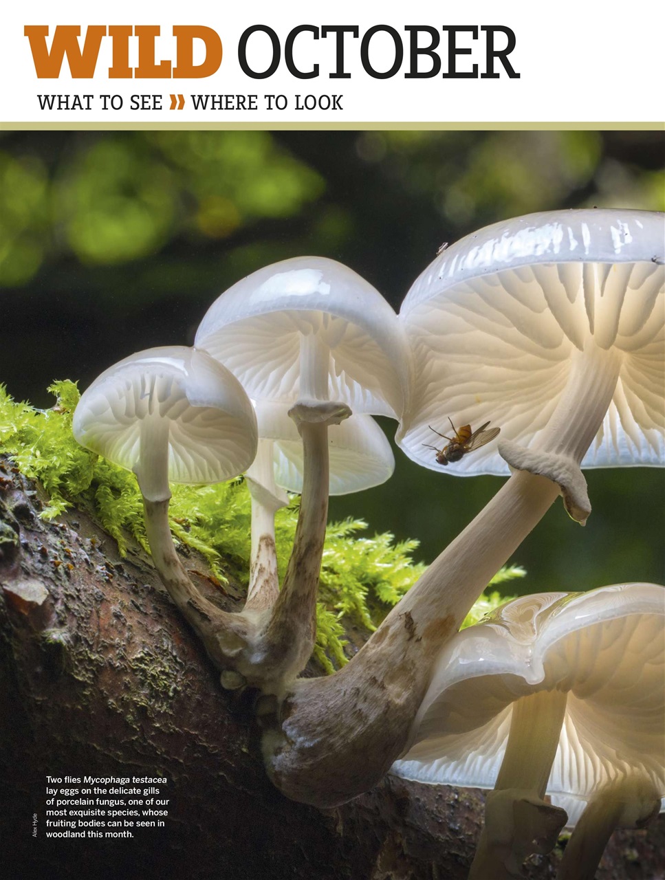 BBC Wildlife Magazine Preview Pages