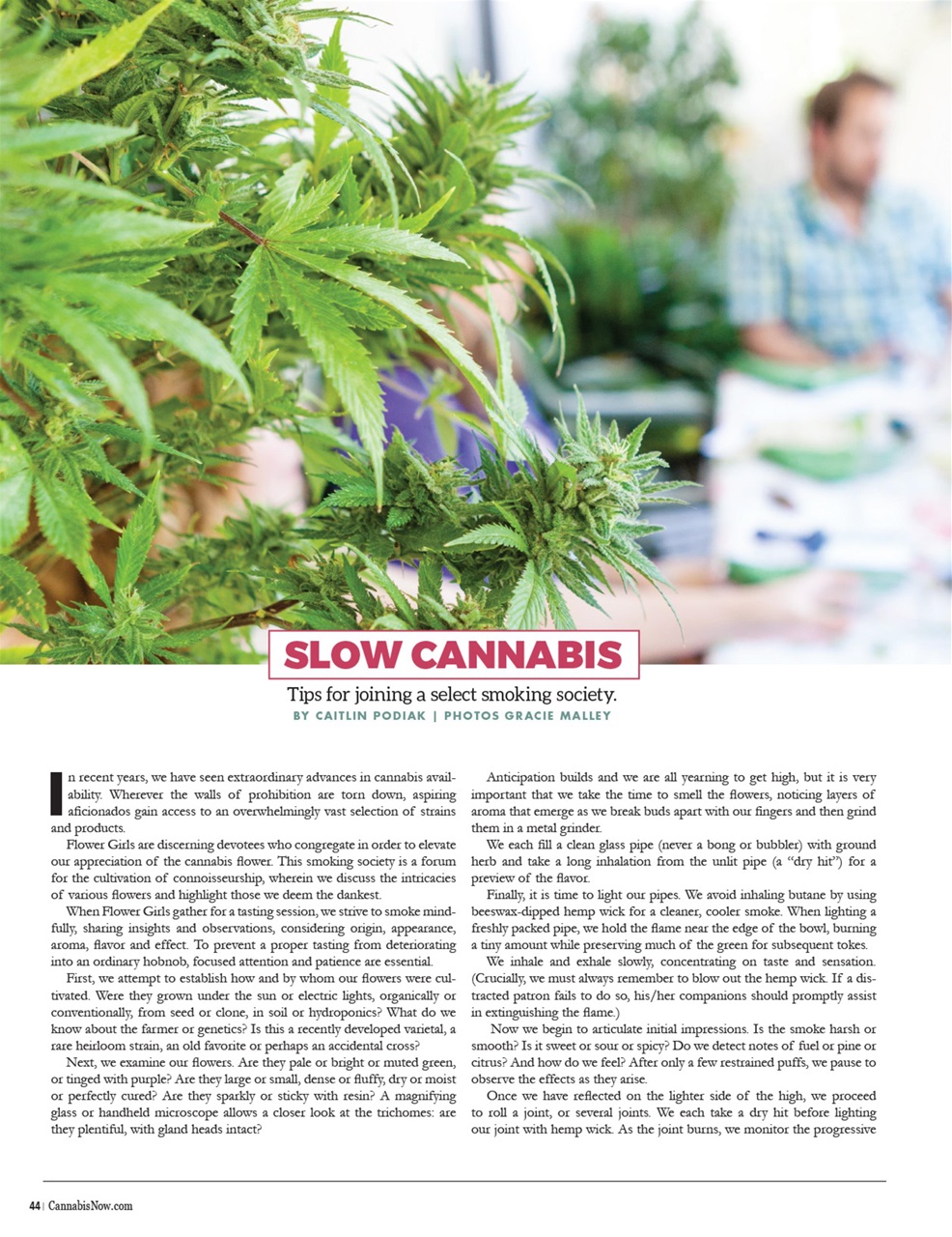 Cannabis Now Preview Pages