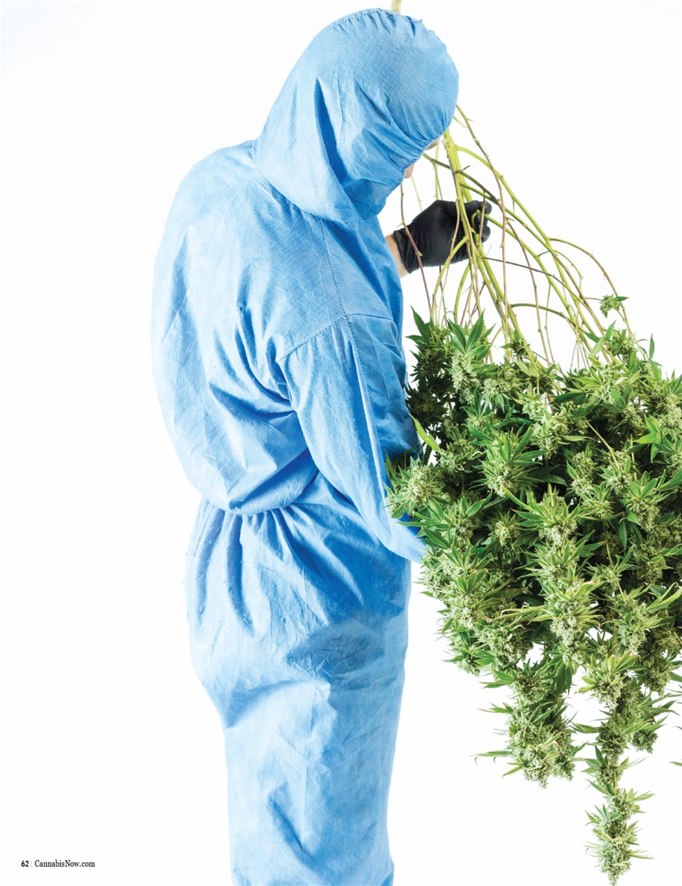 Cannabis Now Preview Pages