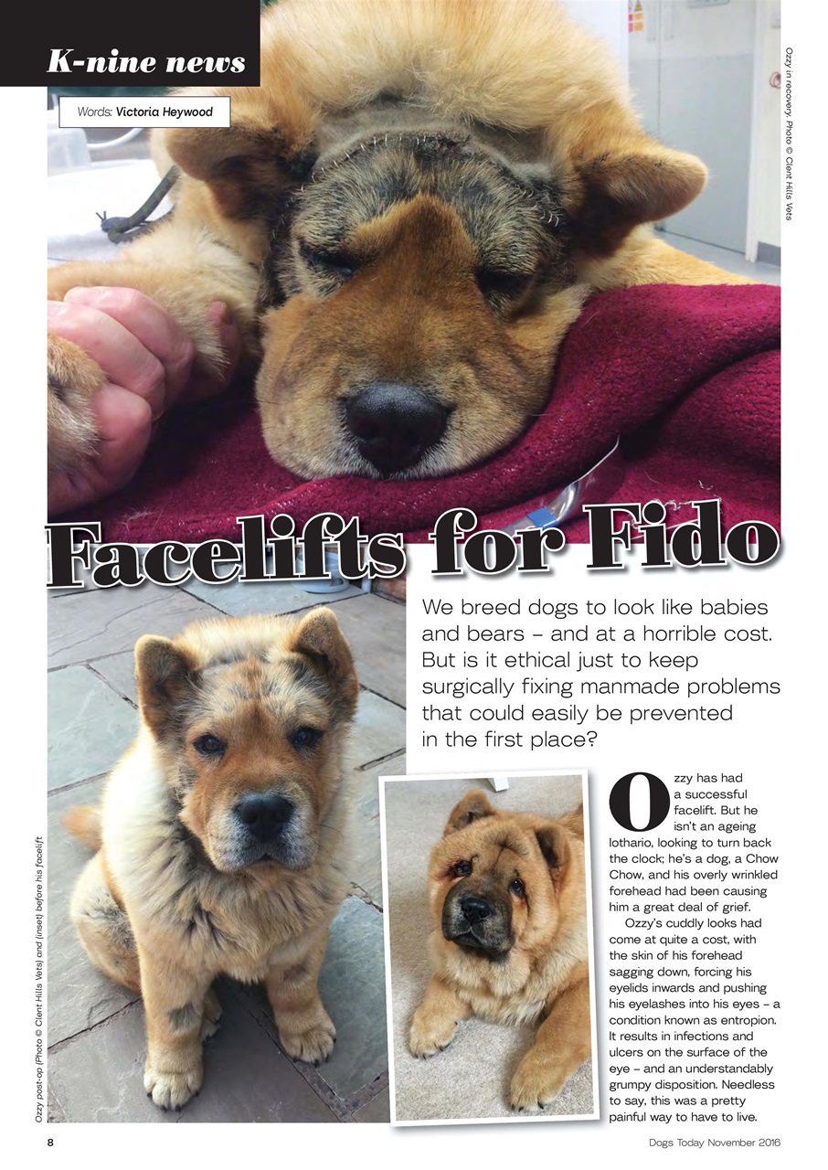 Dogs Today Magazine Preview Pages