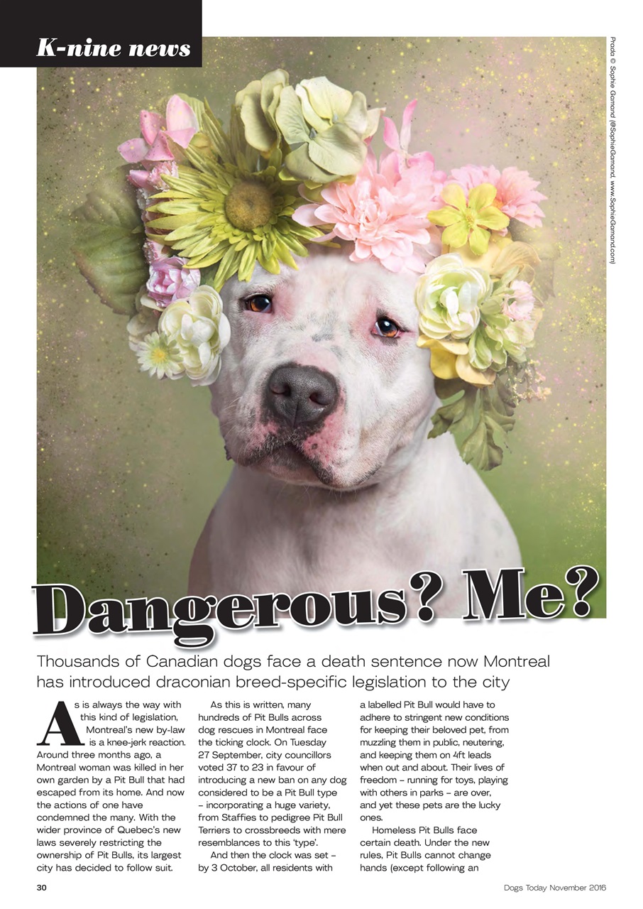 Dogs Today Magazine Preview Pages