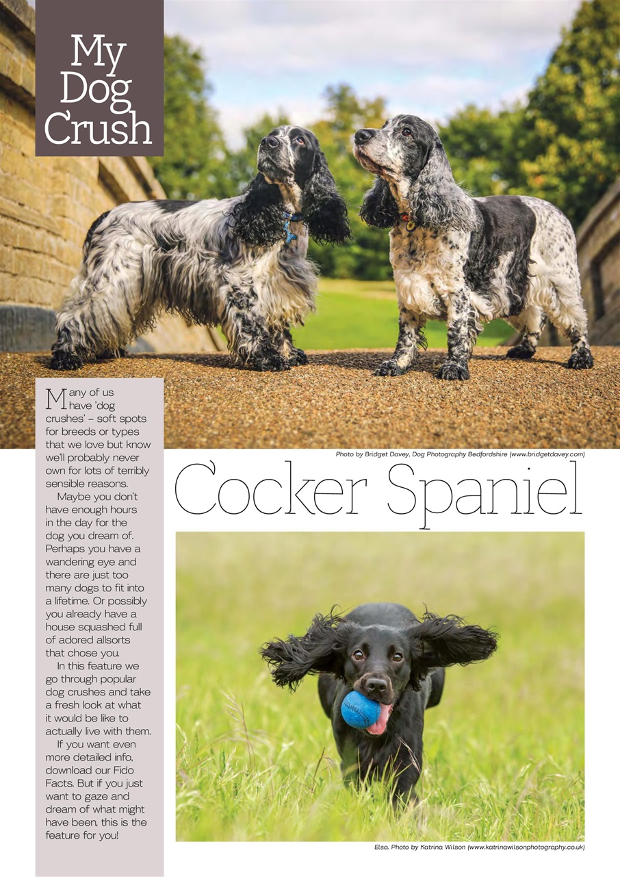 Dogs Today Magazine Preview Pages