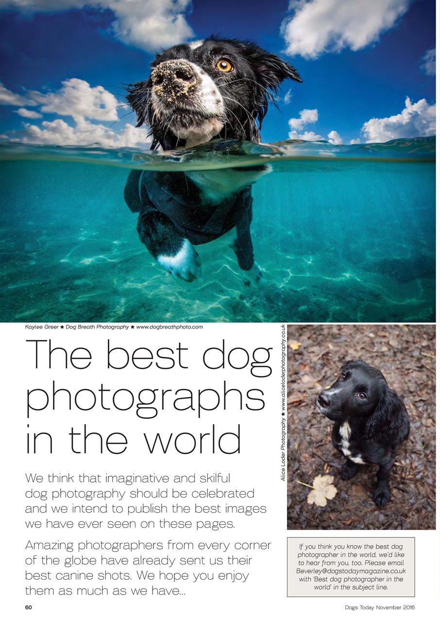 Dogs Today Magazine Preview Pages