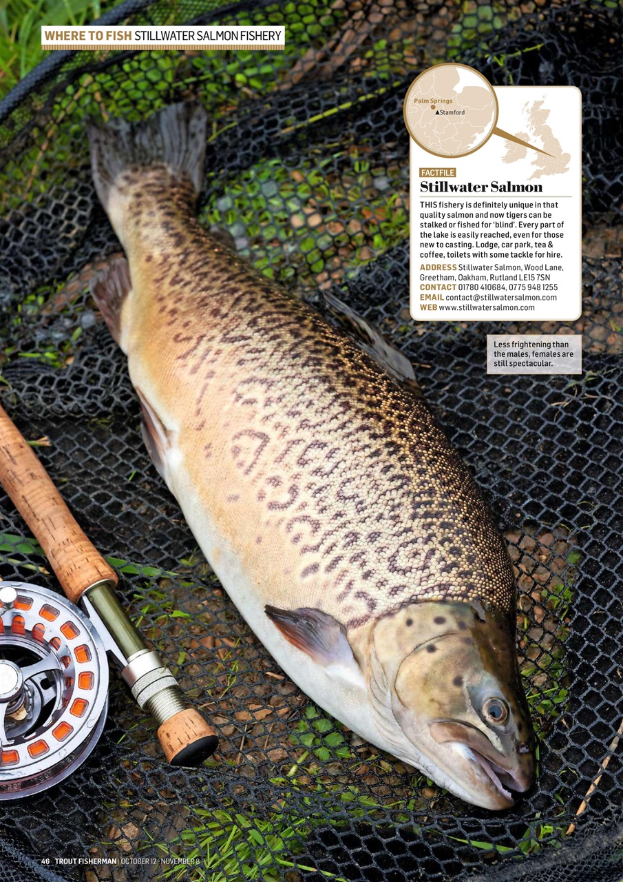 Trout Fisherman Preview Pages