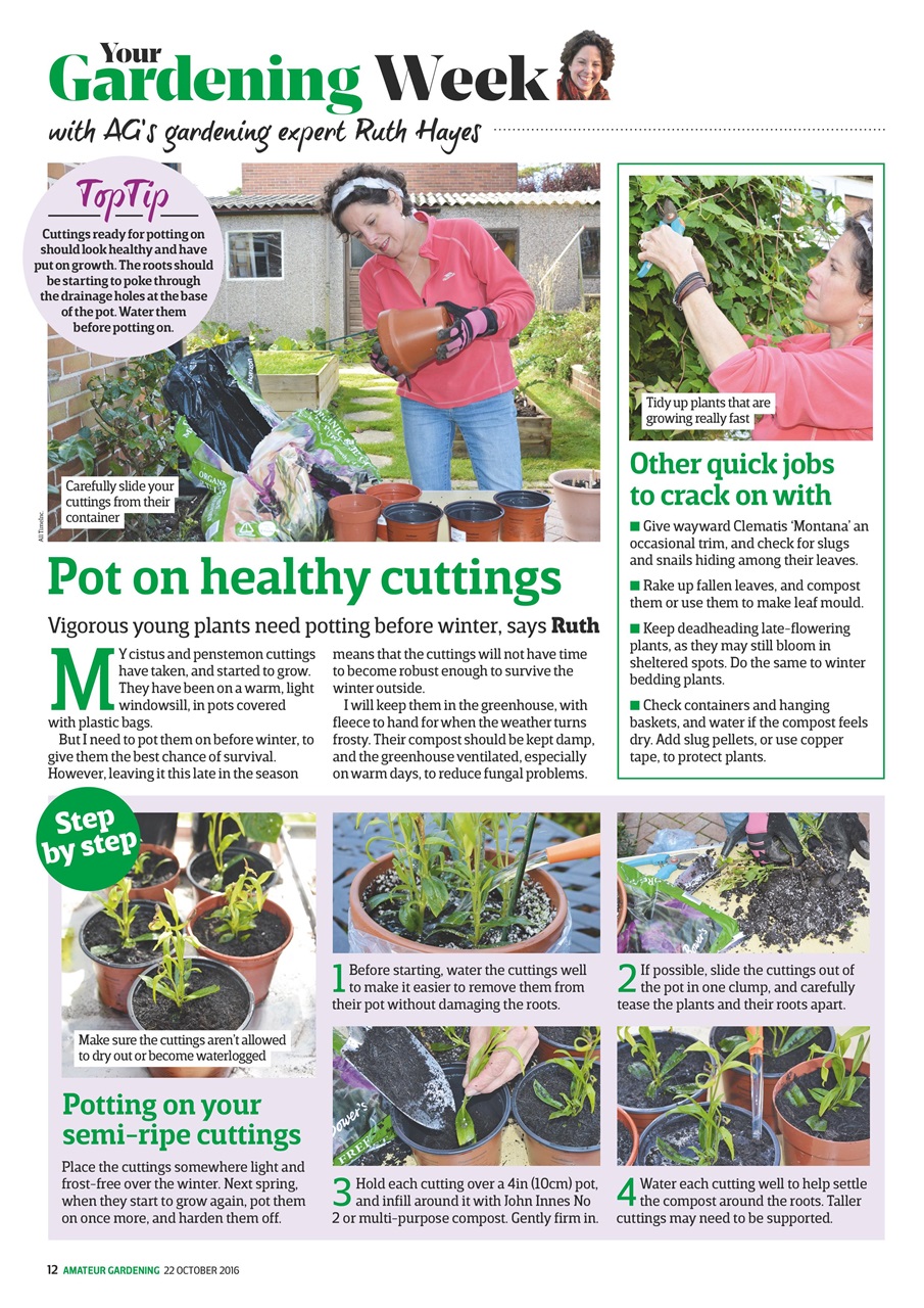 Amateur Gardening Preview Pages