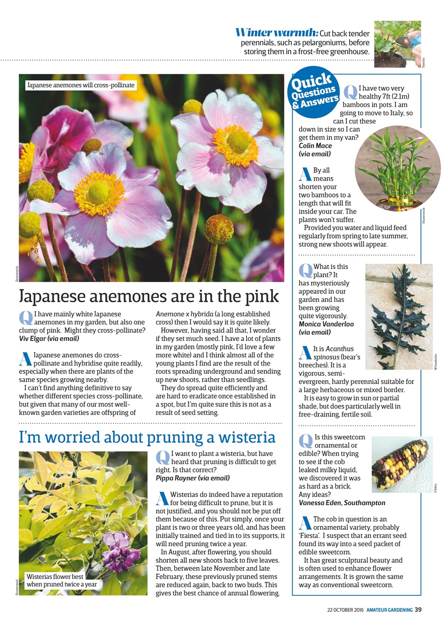 Amateur Gardening Preview Pages