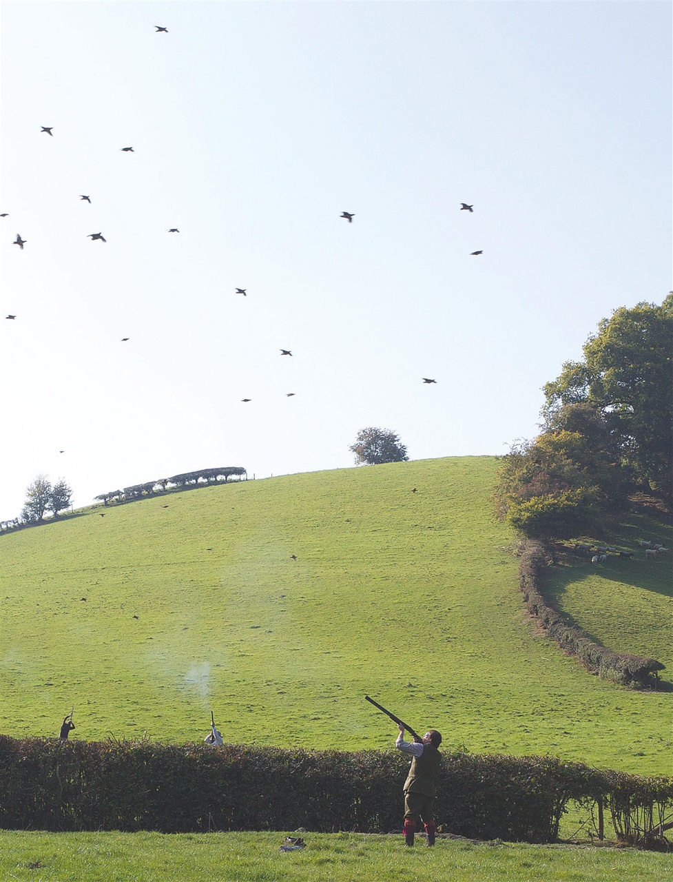 The Field Preview Pages