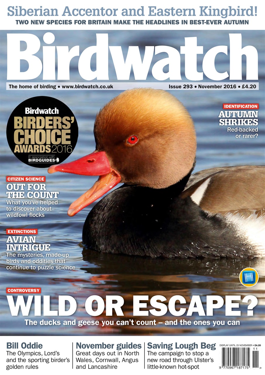 Birdwatch Magazine Preview Pages