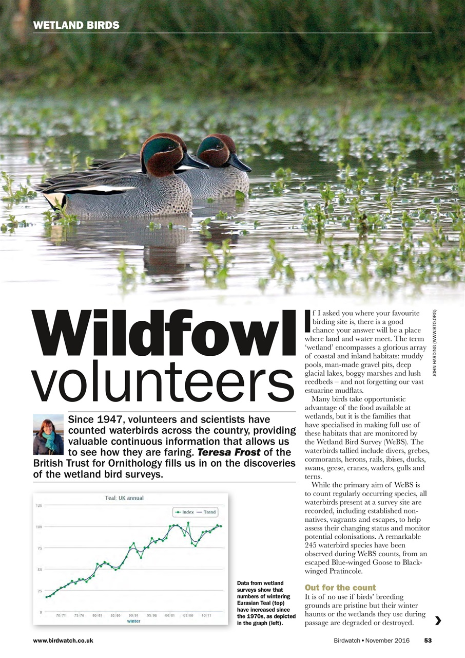 Birdwatch Magazine Preview Pages