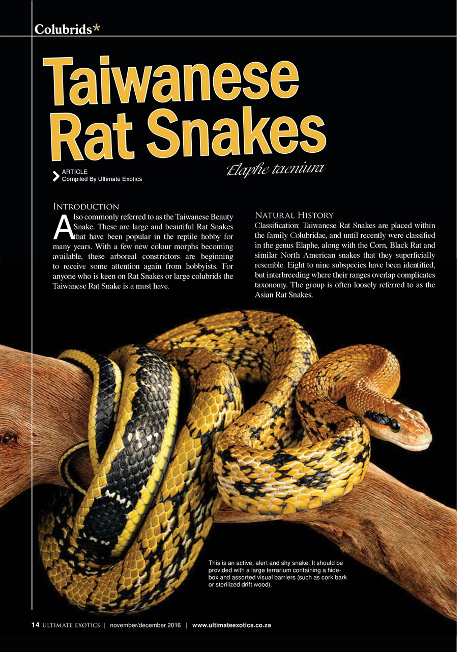 Ultimate Exotics Preview Pages